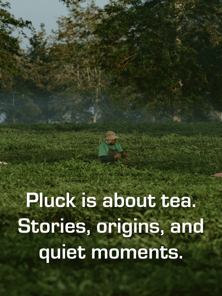 A person sitting in a tea plantation, surrounded by lush green leaves, with a serene atmosphere and trees in the background.
